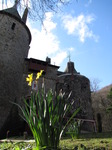 SX13544 Daffodil (Narcissus) outside gate of Castle Coch.jpg